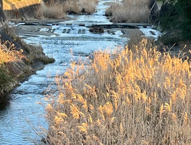 どうするニッポン ～統一地方選挙の年～ 三年前の一月は、新型コロナウィルスの恐怖で幕が開けた。世界中がパンデミックとなり、混乱と混迷が続いた。四年目を迎える今年は、一部の国を除いて平常が戻り、昨年末には、サッカーＷ杯カタール大会で世界中が盛り上がった。 とはいえ、日本では高水準の感染状況が続き、人の集まりも遠慮気味で、正月も素直に祝えない心象にある。 そんななか懸念されるのは、家庭や地域における日本的な文化や慣習の衰退である。冠婚葬祭をはじめ伝統行事やイベントなどの縮小や廃止が続く。 人生の節目である結 婚式や葬式が個人や家 族の狭い範囲となる動きに割り切れない思いを抱くのは私だけだろうか。また、地域の象徴である祭礼や行事の継承も、極端な少子化と人口減少のなかで、困難に直面している。 血縁や地縁の希薄化は、国や地域の価値観を揺るがし、存続を危うくしないだろうか。 大河ドラマ「どうする家康」が始まる。現在の対立する世界情勢は、日本の戦国時代と重なる。家康がめざした厭離(おんり)穢土(えど)、天下泰平を、家康の成長とともに考えたい。同時に、我国の主権者の一人として「どうするニッポン」を真剣に考えて、政治を監視しなくてはと戒める新年である。